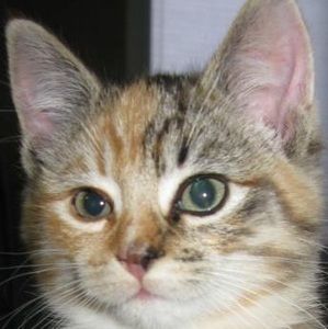 Meet your Posher, Elyse